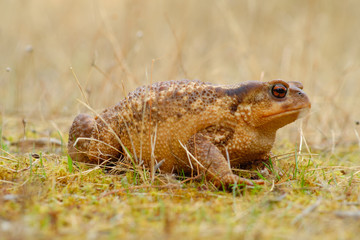 European common toad, background color Animals Wildlife
