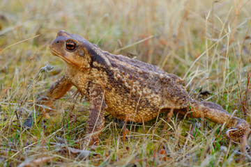 European common toad, background color Animals Wildlife