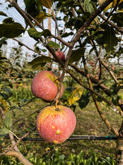 Autumn fall season harvestin