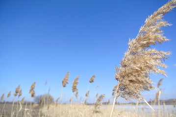 камыш, небо, природа, синий, пруд, флора, зима, колос