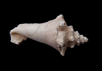 Naklejka premium Closeup seashell isolated on black