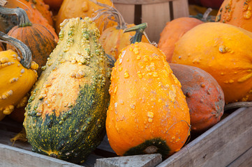 Bumpy gourds and squash