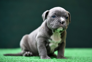 american bully dog