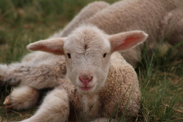 Naklejka na ściany i meble lamb looking at the camera