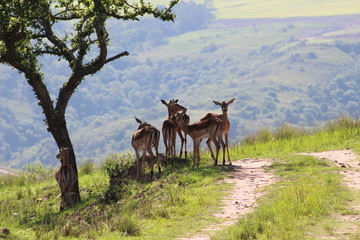 antelope impala in the forest