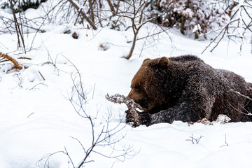 A bear in winter eating from the side