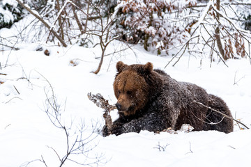 A bear in winter tears at his food