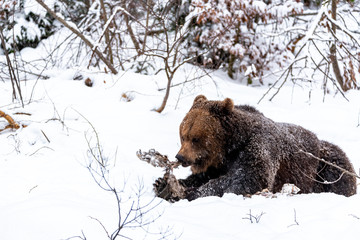 A bear in winter tears at his food from the side