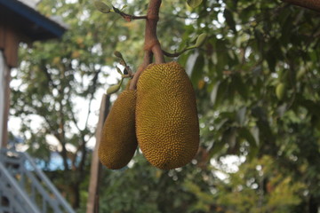 jackfruit on a tree