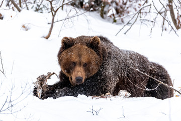 A bear in winter stares into the distance