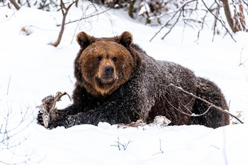 A bear in winter is straightening up