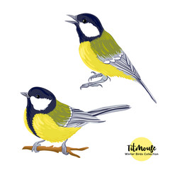 Tit birds - a symbol of winter. Set of elements for design Isolated on white background..