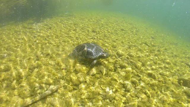 Red-eared slider turtle underwater in a river, Spain, La Muga, Catalonia