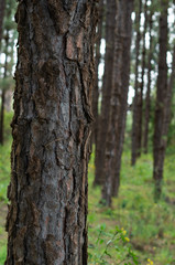 Pinos