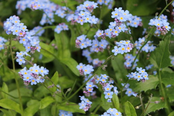 Obraz na płótnie Canvas delicate blue flowers in the garden