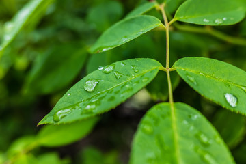 Leaves moistened with raindrops in a garden in the morning, background with negative space.