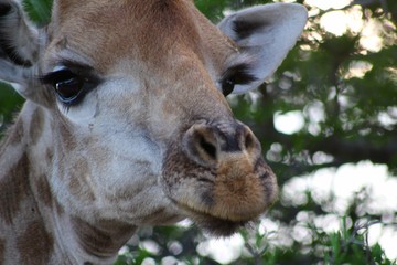 Obraz premium giraffe in the wild close up