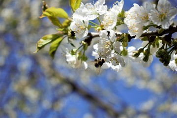 Cherry flowers