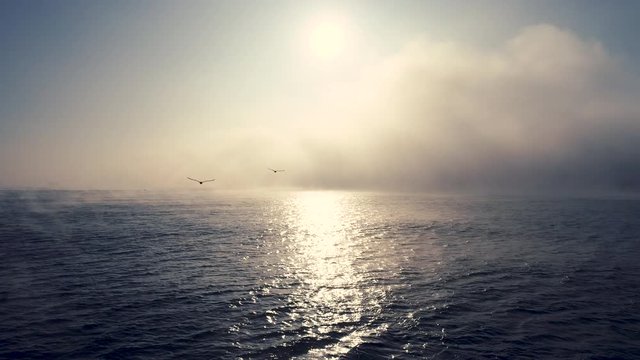 Foggy sea sunrise. Seagulls flying free in the sky above the water, aerial drone view