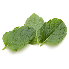 Peppermint herb isolated on white background cutout. Mint leaves.