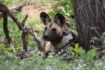 wild dog in trees Kruger national park