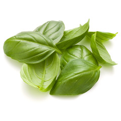 Sweet basil herb leaves handful isolated on white background closeup