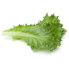 Close up studio shot of fresh green endive salad leaf isolated on white background.