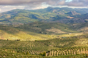 Fototapeten Landscape of olive trees in La Iruela, Sierra de Cazorla, Jaen, Andalusia, Spain. © luisfpizarro