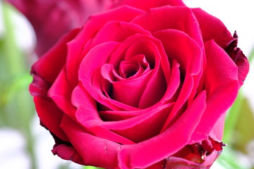red rose flower macro
