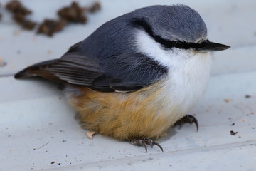 Eurasian nuthatch  or wood nuthatch (Sitta europaea) closeup. Small passerine bird in nature.