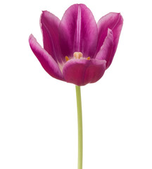 Fototapeta premium lilac tulip flower head isolated on white background