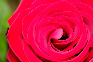 Fototapeta na wymiar red rose flower macro
