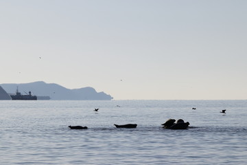 Seascape with spotted seals Phoca largha and flying cormorants on foreground, fishing ship and rock cape in sea on background. Silhouettes of marine mammals in the wilds.