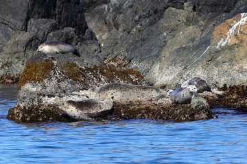 Seals (spotted seal, largha seal, Phoca largha) sleeping on coastal rocks. Wild spotted seal sanctuary. Calm blue sea, wild marine mammals in nature.