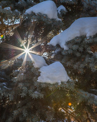 Spruce tree with snow and sun flare