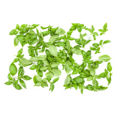 Sweet Genovese basil leaves background arrangement isolated on white. Top view.