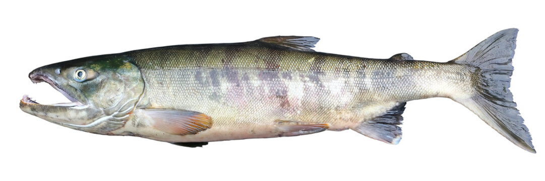 Chum salmon Oncorhynchus keta isolated on white background. Alive delicious salmon fish closeup.