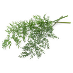 Close up shot of branch of fresh green dill herb leaves isolated on white background
