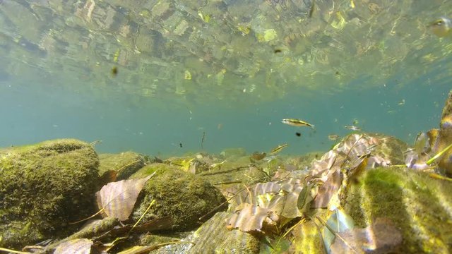 Riverbed with minnow fish and rocks with fallen leaves underwater, Le Tech river, France, Pyrenees-Orientales, Occitanie
