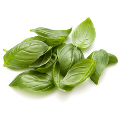 Sweet basil herb leaves handful isolated on white background closeup