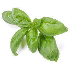 sweet basil herb leaves isolated on white background. Genovese basil leaf.