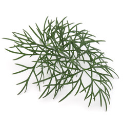 Close up shot of branch of fresh green dill herb leaves isolated on white background