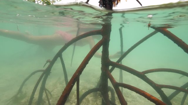 Split view of Mangrove trees and roots underwater with a snorkeler swimming near