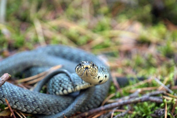 In the forest. Grass snake in a defensive position.