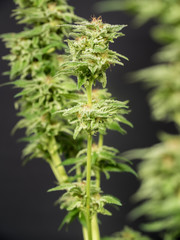 Cannabis Plant Flower HDR