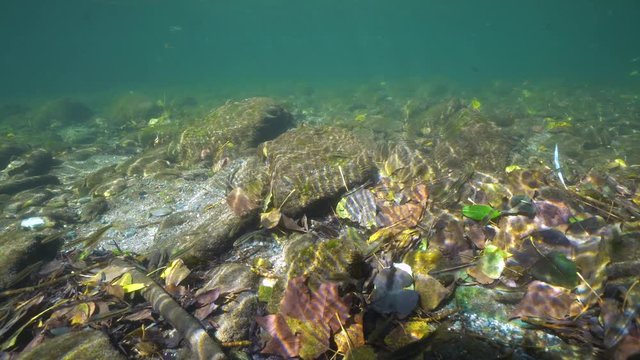 Rocks with fallen leaves and minnow fish underwater in a river, Le Tech, France, Pyrenees-Orientales, Occitanie