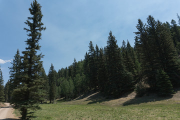 Fototapeta na wymiar Carson National Forest in New Mexico.