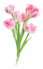 Fototapeta premium Bouquet of spring pink tulips flowers isolated on white background closeup. Flowers bunch in air, without shadow. Top view, flat lay.