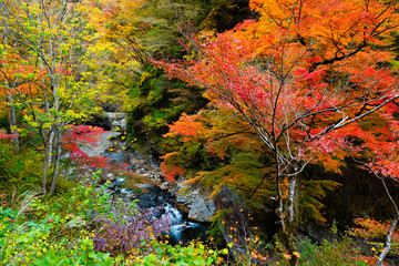 Nakatsu valley