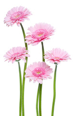 Vertical pink gerbera flowers with long stem isolated on white background. Spring bouquet. © Natika